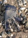 Bild 'Finger aufgeribbelt' gross sehen!
