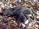 Bild 'Grobi' gross sehen!
