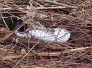 Bild 'Heckenheini' gross sehen!