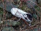 Bild 'Heckam Packham white' gross sehen!