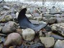 Bild 'Krusti' gross sehen!