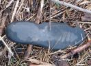 Bild 'angefressen' gross sehen!