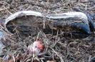 Bild 'Oberkasseler' gross sehen!