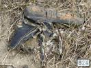 Bild 'Adrenalin' gross sehen!