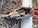 Bild 'Brauni' gross sehen!
